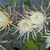 Queen of the Night Cactus Live Plant – 1 Gallon Pot – Epiphyllum oxypetalum – Indoor Plant - Image 1
