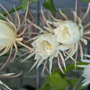 Queen of the Night Cactus Live Plant – 1 Gallon Pot – Epiphyllum oxypetalum – Indoor Plant - Image 1