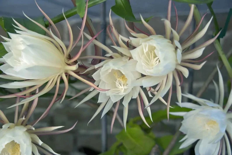 Queen of the Night Cactus Live Plant – 1 Gallon Pot – Epiphyllum oxypetalum – Indoor Plant - Image 1