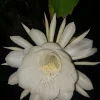 Queen of the Night Cactus Live Plant – Epiphyllum Oxypetalum – 4-inch Pot – Indoor/Outdoor - Image 1