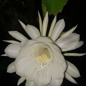 Queen of the Night Cactus Live Plant – Epiphyllum Oxypetalum – 4-inch Pot – Indoor/Outdoor - Image 1
