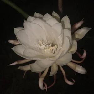 Queen of the Night Cactus Live Plant – Half Gallon Pot – Indoor/Outdoor - Image 1