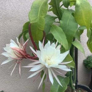 Queen of the Night Live Plant - 22-26 Inch (2 ft) in 1 Gallon Pot - Indoor/Outdoor - Image 2