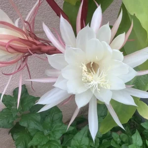 Queen of the Night Live Plant - 22-26 Inch (2 ft) in 1 Gallon Pot - Indoor/Outdoor - Image 1