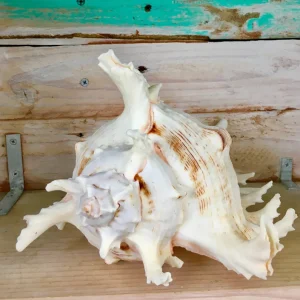 Ramosa Murex Conch Shell - Spiky Seashell for Coastal Decor - Image 2