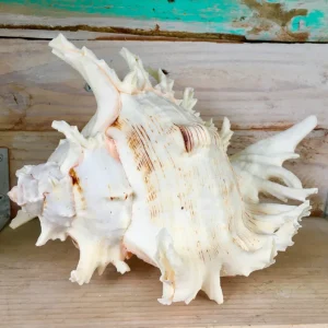 Ramosa Murex Conch Shell - Spiky Seashell for Coastal Decor - Image 3