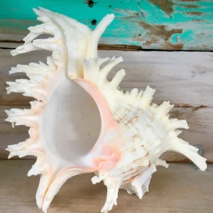 Ramosa Murex Conch Shell - Spiky Seashell for Coastal Decor - Image 4