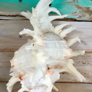 Ramosa Murex Conch Shell - Spiky Seashell for Coastal Decor - Image 5