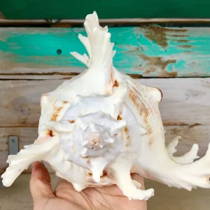 Ramosa Murex Conch Shell - Spiky Seashell for Coastal Decor - Image 6