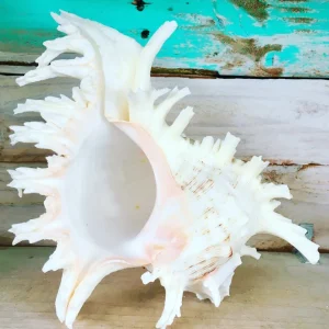 Ramosa Murex Conch Shell - Spiky Seashell for Coastal Decor - Image 7