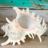 Ramosa Murex Conch Shell - Spiky Seashell for Coastal Decor - Image 1