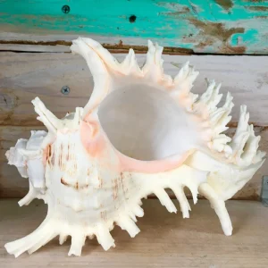 Ramosa Murex Conch Shell - Spiky Seashell for Coastal Decor - Image 1