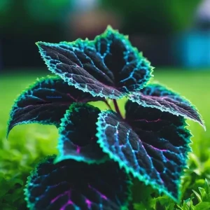 Rare Coleus Seeds Blue Black Green Foliage - 20 Pcs - Indoor/Outdoor - Image 2