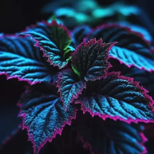 Rare Coleus Seeds Blue Black Green Foliage - 20 Pcs - Indoor/Outdoor - Image 3