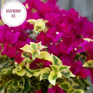Raspberry Ice Bougainvillea Live Plant – Pink Variegated – Pack of 2, 5-9 inches tall, Outdoor - Image 2