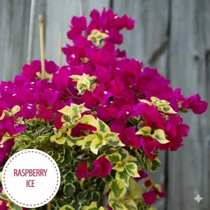 Raspberry Ice Bougainvillea Live Plant – Pink Variegated – Pack of 2, 5-9 inches tall, Outdoor - Image 3