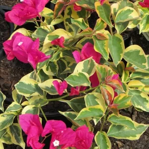 Raspberry Ice Bougainvillea Live Plant – Pink Variegated – Pack of 2, 5-9 inches tall, Outdoor - Image 1