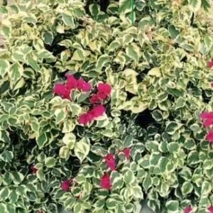 Raspberry Ice Bougainvillea Live Plant – Pink Variegated – Pack of 2, 5-9 inches tall, Outdoor - Image 4