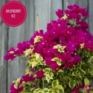 Raspberry Ice Bougainvillea Live Plant – Pink Variegated – Pack of 2, 5-9 inches tall, Outdoor - Image 5