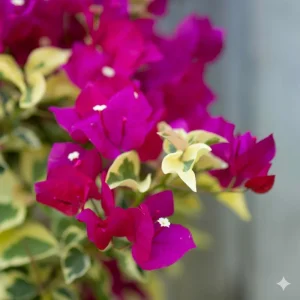 Raspberry Ice Bougainvillea Live Plant – Pink Variegated – Pack of 2, 5-9 inches tall, Outdoor - Image 6