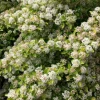 Raspberry Lemonade Ninebark Live Shrub Plant - 5-6 Inch Starter - Image 1