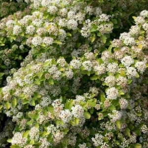 Raspberry Lemonade Ninebark Live Shrub Plant - 5-6 Inch Starter - Image 1