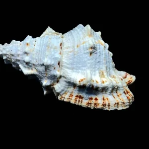 Real Sea Shell Boba - Natural Ocean Decor for Air Plants & Home - Image 2