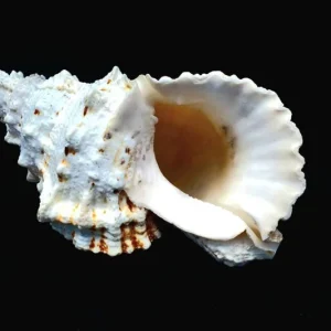 Real Sea Shell Boba - Natural Ocean Decor for Air Plants & Home - Image 3