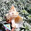 Real Sea Shell Boba - Natural Ocean Decor for Air Plants & Home - Image 1