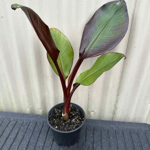 Red Abyssinian Banana Live Plant (Ensete Maurelii) 5-9
