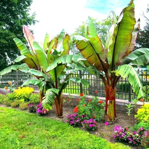 Red Abyssinian Banana Live Plant – Ensete Maurelii – 5-9