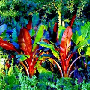 Red Abyssinian Banana Live Plant (Ensete Maurelii) 5-9