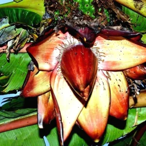 Red Abyssinian Banana Live Plant (Ensete Maurelii) 5-9