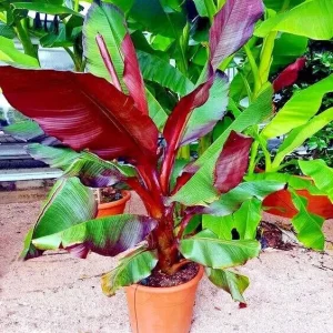 Red Abyssinian Banana Live Plant – Ensete Maurelii – 5-9
