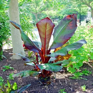 Red Abyssinian Banana Live Plant (Ensete Maurelii) 5-9