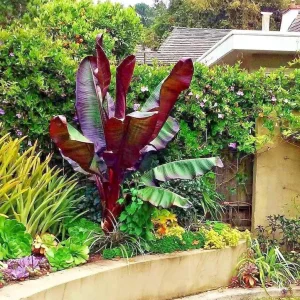 Red Abyssinian Banana Live Plant – Ensete Maurelii – 5-9