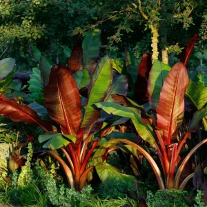 Red Abyssinian Banana Live Plant – Ensete Maurelii – 5-9