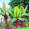 Red Abyssinian Banana Live Plant – Ensete Maurelii – 5-9" Tall – Tropical Ornamental - Image 1