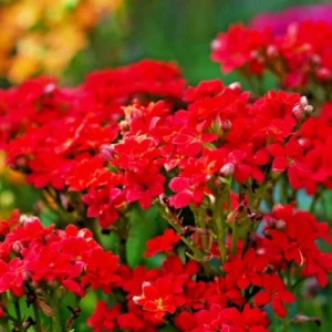Red Alyssum Seeds - Sweet Carpet Flower, Easy Grow, Fragrant Blooms - Image 2