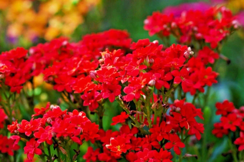 Red Alyssum Seeds - Sweet Carpet Flower, Easy Grow, Fragrant Blooms - Image 2