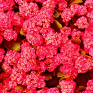 Red Alyssum Seeds - Sweet Carpet Flower, Easy Grow, Fragrant Blooms - Image 3