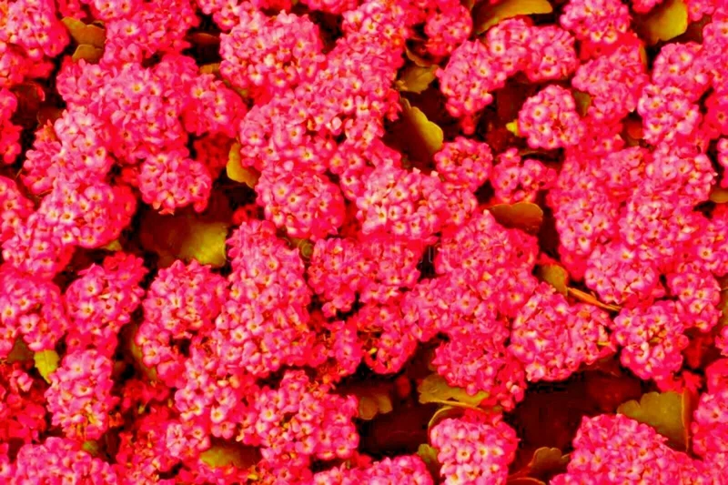 Red Alyssum Seeds - Sweet Carpet Flower, Easy Grow, Fragrant Blooms - Image 3