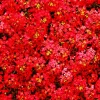 Red Alyssum Seeds - Sweet Carpet Flower, Easy Grow, Fragrant Blooms - Image 1