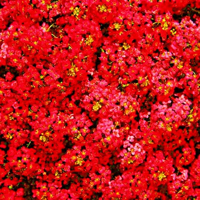 Red Alyssum Seeds - Sweet Carpet Flower, Easy Grow, Fragrant Blooms - Image 1