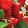 Red Beauty Bell Pepper Live Plants, Sweet, Vibrant, 3-Pack, 4-8 inches, Outdoor - Image 1