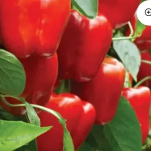 Red Beauty Bell Pepper Live Plants, Sweet, Vibrant, 3-Pack, 4-8 inches, Outdoor - Image 1