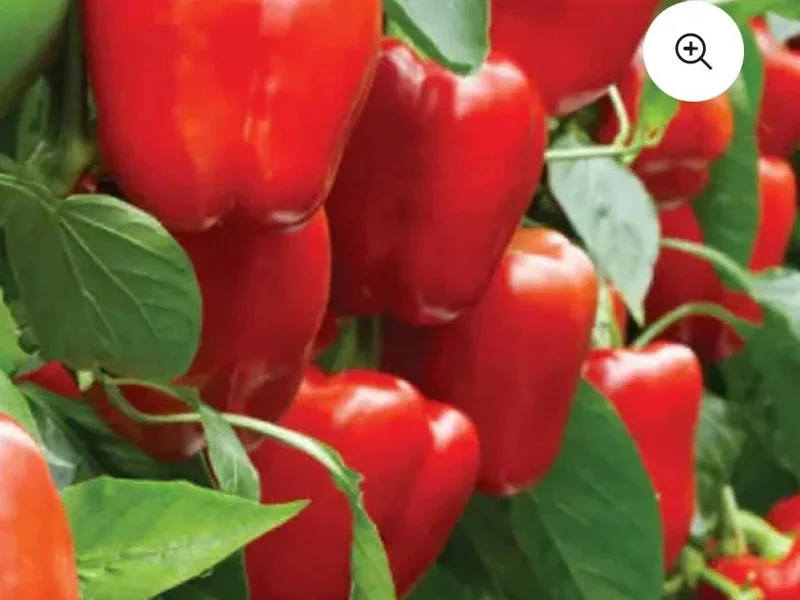 Red Beauty Bell Pepper Live Plants, Sweet, Vibrant, 3-Pack, 4-8 inches, Outdoor - Image 1