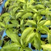 Red Cayenne Chili Live Plants - 3-Pack, 75 Days Old, Super Hot Pepper - Image 1