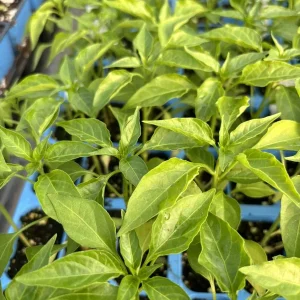 Red Cayenne Chili Live Plants - 3-Pack, 75 Days Old, Super Hot Pepper - Image 1