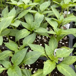 Red Cherry Hot Pepper Live Plants - Cherry Bomb Chili - 3 Pack, 2-4 inch pot, Outdoor - Image 1